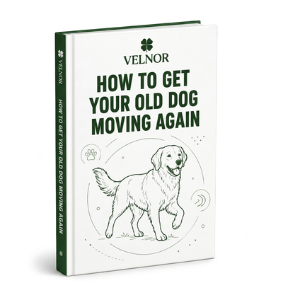 How To Help Your Senior Dog Move Easier Again