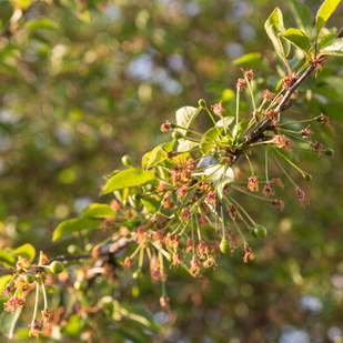 Sophora